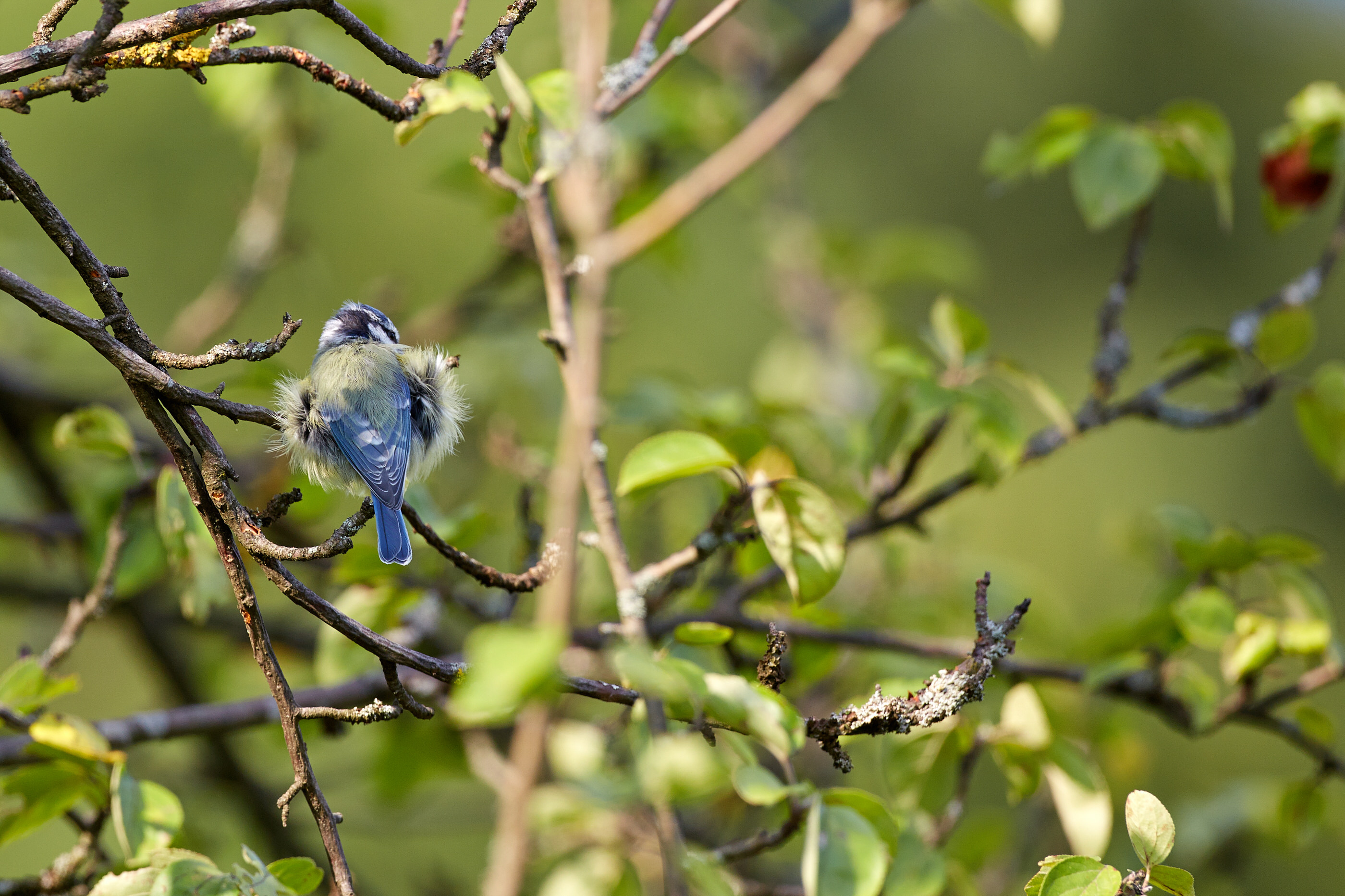 Cyanistes caeruleus Blaumeise  0239